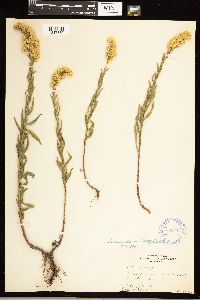 Solidago nemoralis image