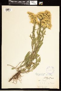 Solidago nemoralis image