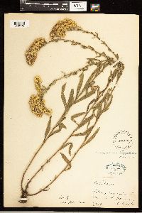 Solidago nemoralis image