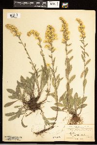 Solidago nemoralis image