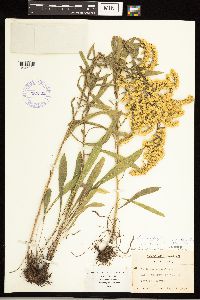 Solidago nemoralis image