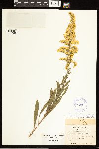 Solidago nemoralis image