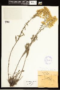 Solidago nemoralis image