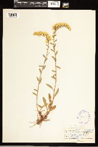 Solidago nemoralis image