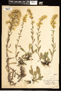 Solidago nemoralis image