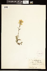 Solidago nemoralis image