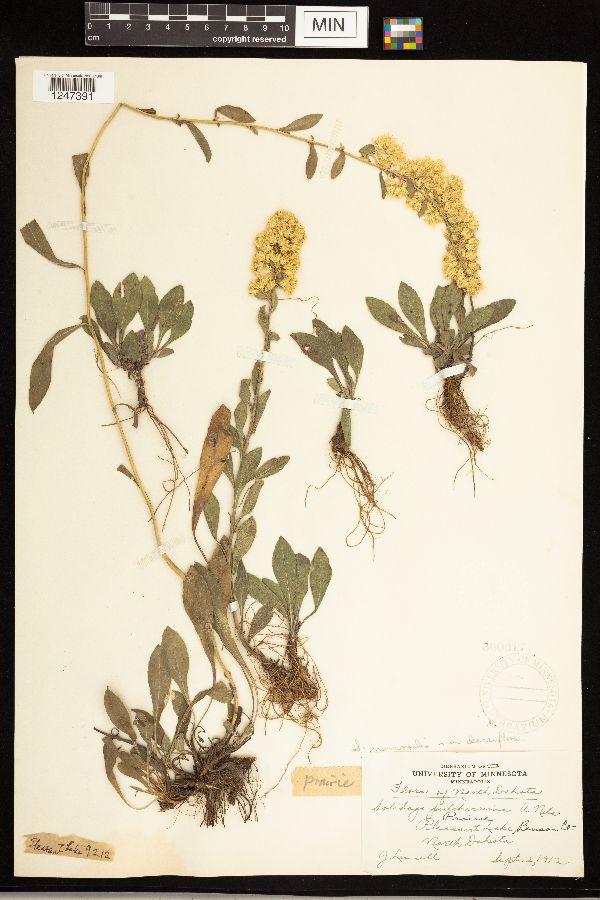 Solidago nemoralis subsp. decemflora image