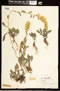 Solidago nemoralis image