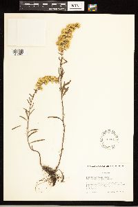 Solidago nemoralis image