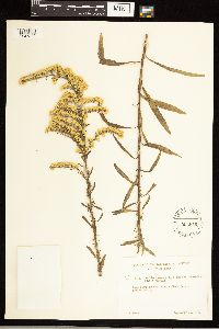 Solidago nemoralis image
