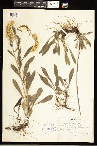 Solidago nemoralis image