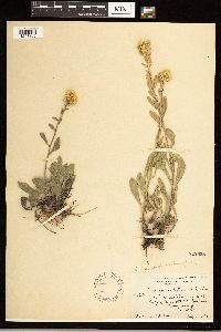 Solidago nemoralis image