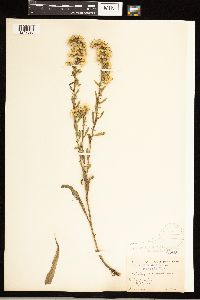 Solidago nemoralis image