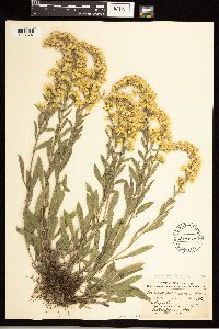 Solidago nemoralis image