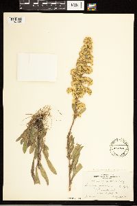 Solidago nemoralis image