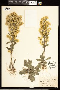 Solidago nemoralis image