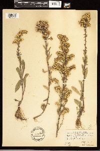 Solidago nemoralis image