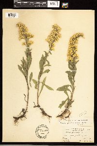 Solidago nemoralis image