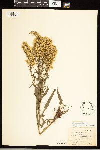 Solidago nemoralis image