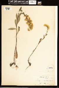 Solidago nemoralis image