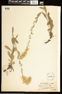 Solidago nemoralis image