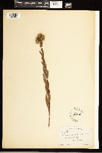 Solidago nemoralis image