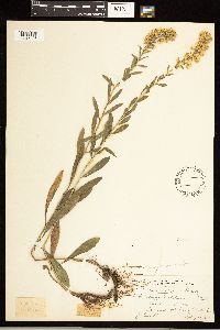 Solidago nemoralis image