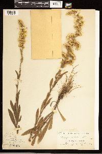Solidago nemoralis image
