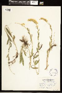 Solidago nemoralis image