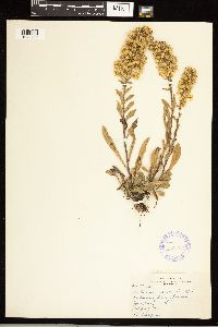 Solidago nemoralis image