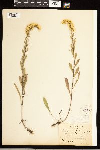 Solidago nemoralis image