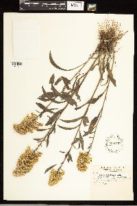 Solidago nemoralis image