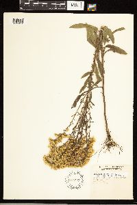 Solidago nemoralis image
