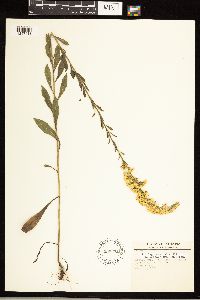 Solidago nemoralis image