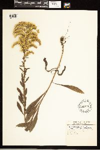 Solidago nemoralis image