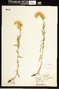 Solidago nemoralis image