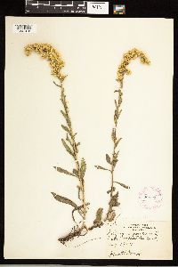 Solidago nemoralis image