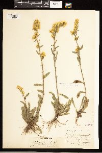 Solidago nemoralis image