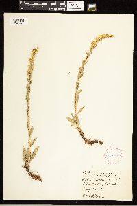 Solidago nemoralis image