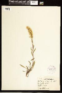 Solidago nemoralis image