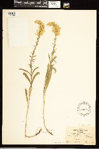 Solidago nemoralis image