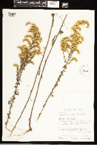 Solidago nemoralis image