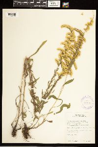 Solidago nemoralis image