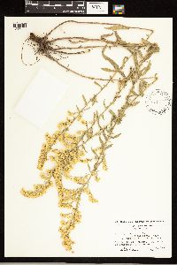 Solidago nemoralis image