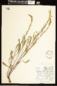 Solidago nemoralis image