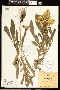 Solidago nemoralis image
