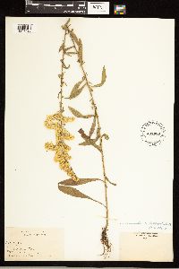 Solidago nemoralis image