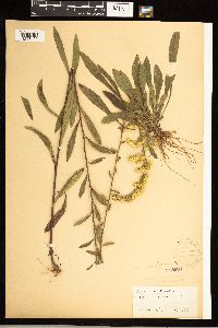 Solidago nemoralis image