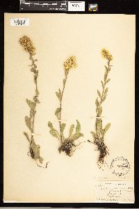 Solidago nemoralis image