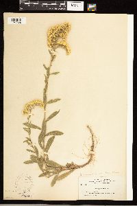Solidago nemoralis image